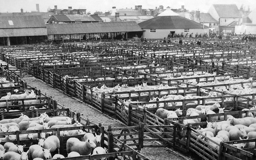Annan The History Town - Sheep Auction on Butt Street